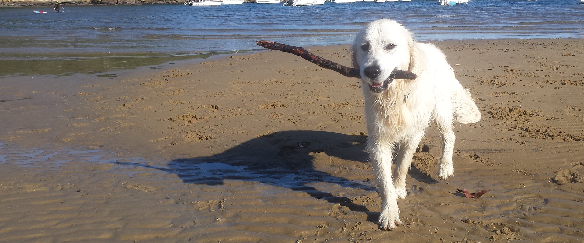 Beau, founder of Stellar Paws, walking dogs off-leash on a Sydney harbour beach