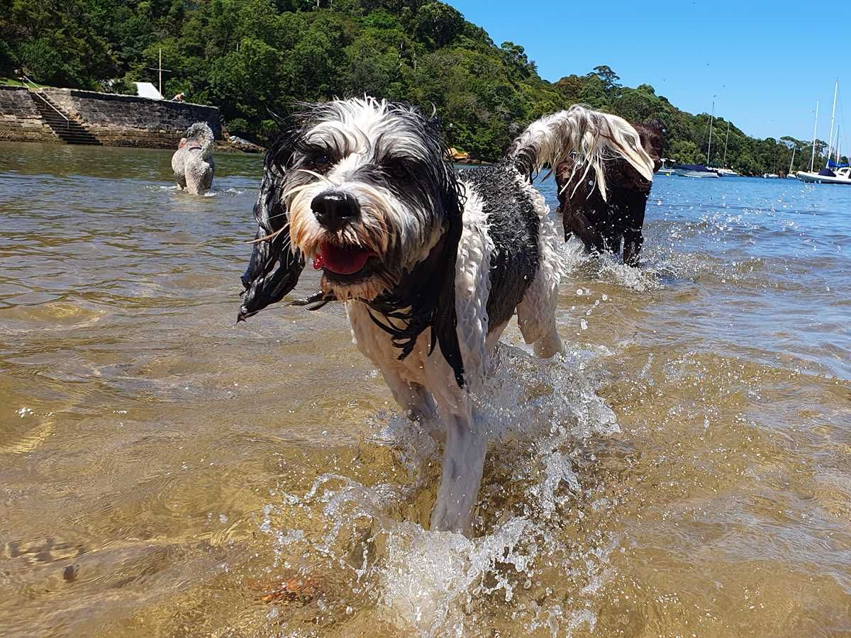 Bearded collie splashing through harbour shallows during an off-leash walk