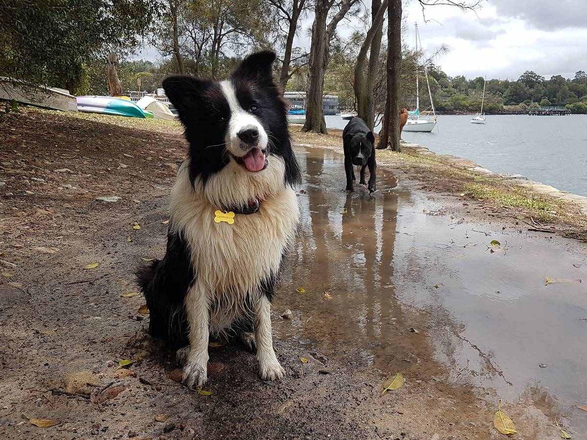 Border collie sitting by the harbour during a Stellar Paws walk