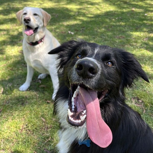 Border collie and labrador resting in the shade during a group walk