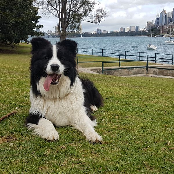 Border collie relaxing with Sydney skyline in the background