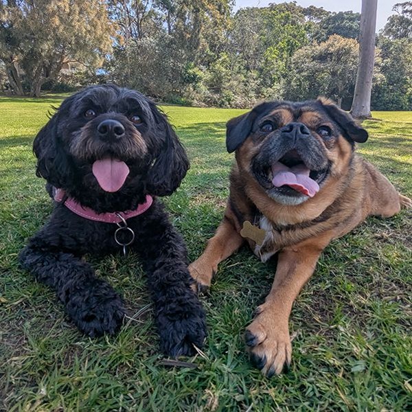 Cavoodle and pug resting together after a group walk