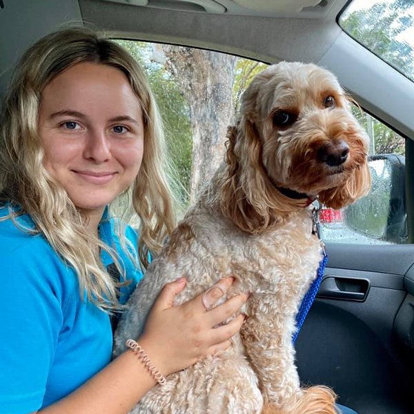 Cavoodle in the Stellar Paws dog walking vehicle, door-to-door pickup