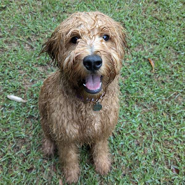 Claire's dog