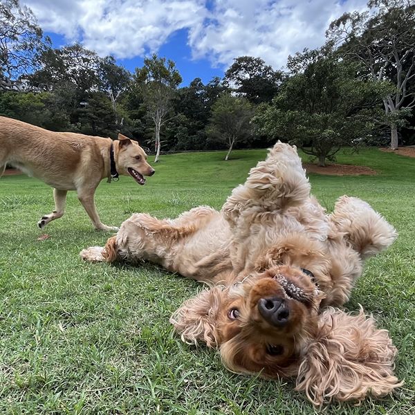 Cocker spaniel rolling on the grass at a North Shore park