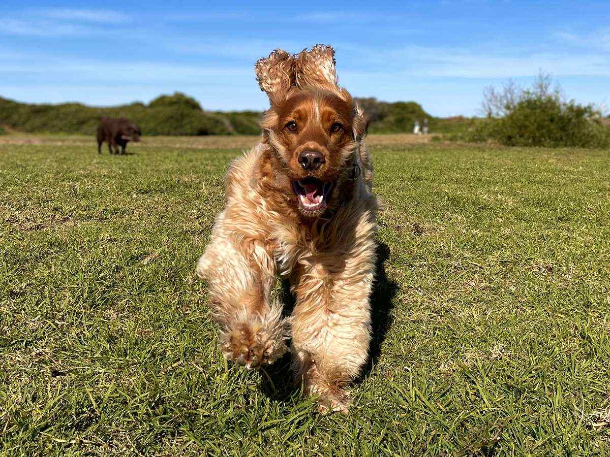 Cocker spaniel running off-leash through an open field during a dog walk