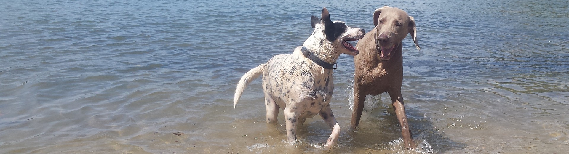 Two dogs side by side on a Sydney harbour beach during a Stellar Paws group walk