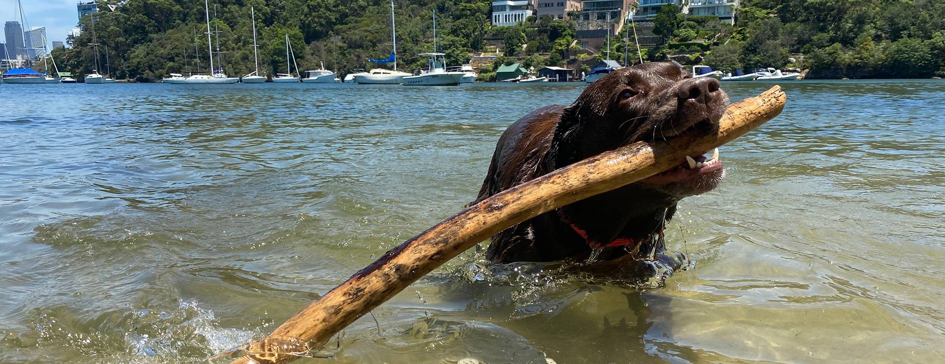 Dog swimming with a stick during an off-leash Stellar Paws group walk in Sydney Harbour