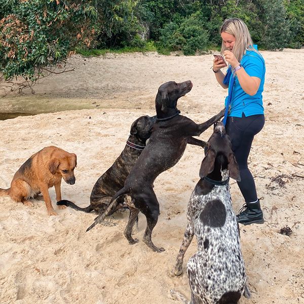 Dog walker rewarding dogs with treats on a Sydney beach walk