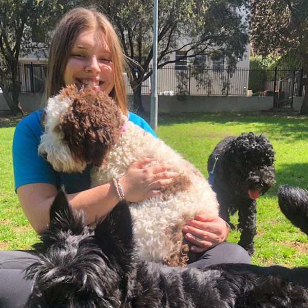 Stellar Paws team member with a labradoodle and poodle during a group walk