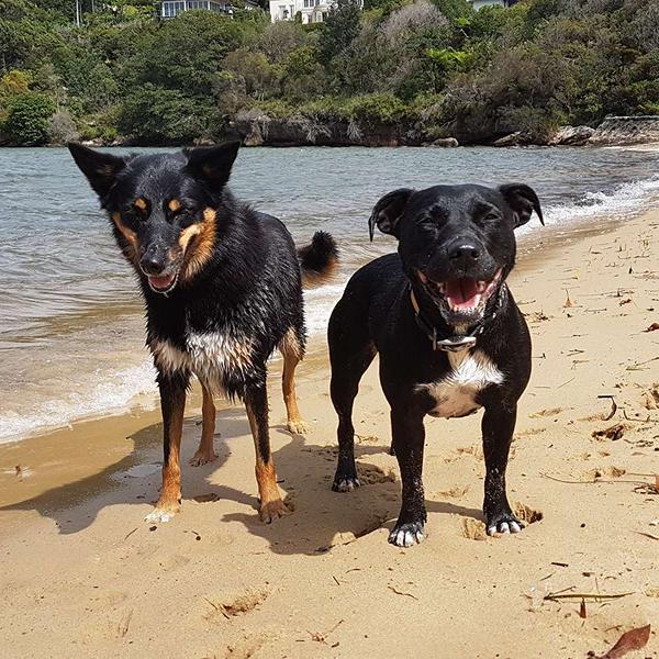 Staffy and poodle on a Sydney beach at low tide