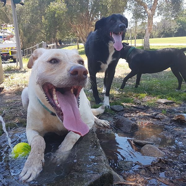 Dogs cooling off in a creek at a North Shore park