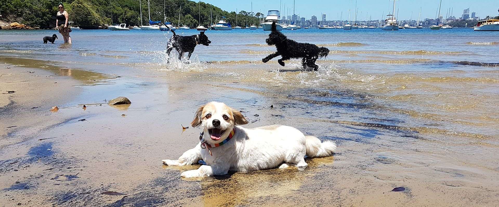 Dogs enjoying the harbour shallows during a Stellar Paws off-leash group walk