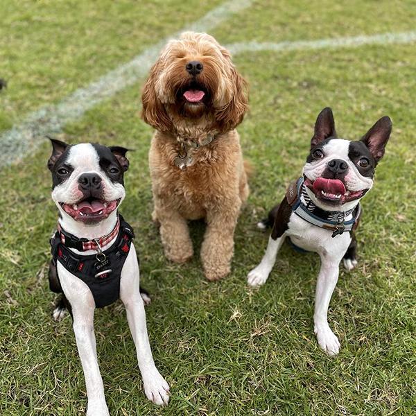 Boston terriers and cavoodle playing at a North Shore dog park