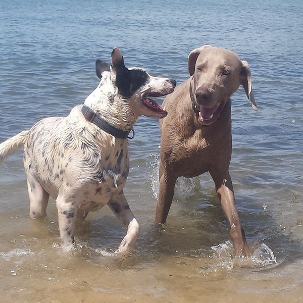 Two dogs splashing in Sydney Harbour shallows during a group walk