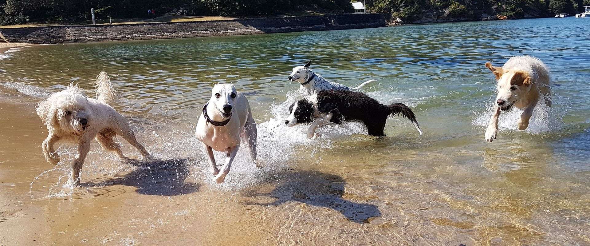 Panoramic view of dogs playing off-leash at a Sydney harbour beach park