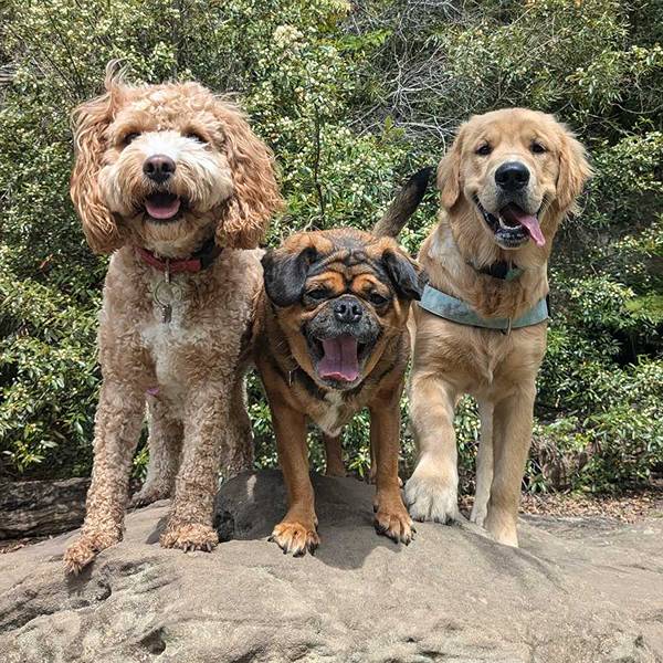 Three dogs on a bushland rock during a Stellar Paws off-leash adventure