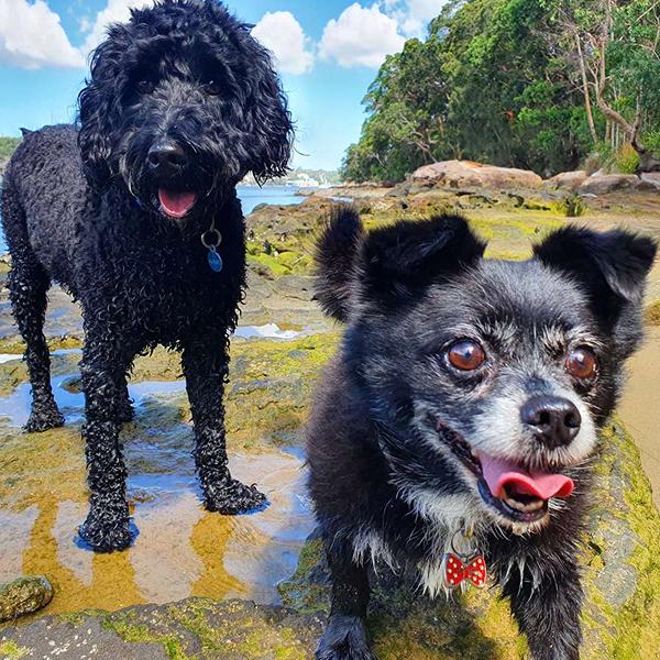 Two dogs exploring the rocky harbour foreshore on a Stellar Paws walk