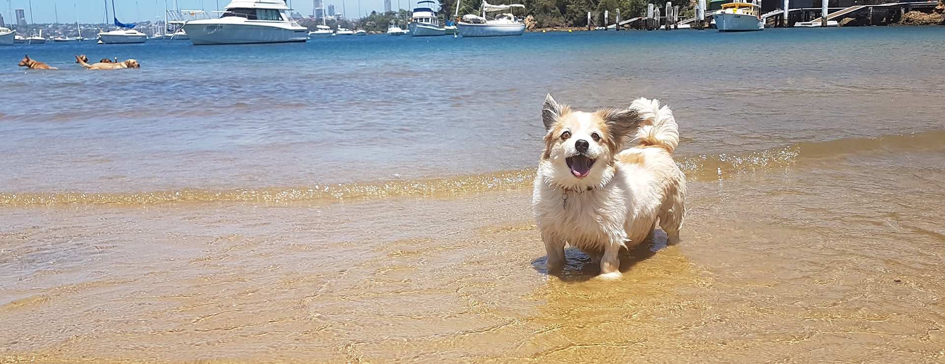 Dogs running off-leash on a Sydney beach during a Stellar Paws group dog walk