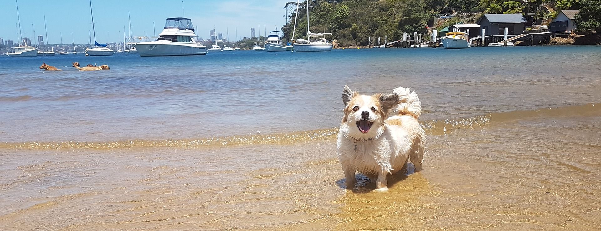 Dogs running off-leash on a Sydney beach during a Stellar Paws group dog walk