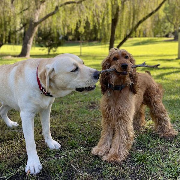 Labrador and cocker spaniel sharing a stick at an off-leash dog park