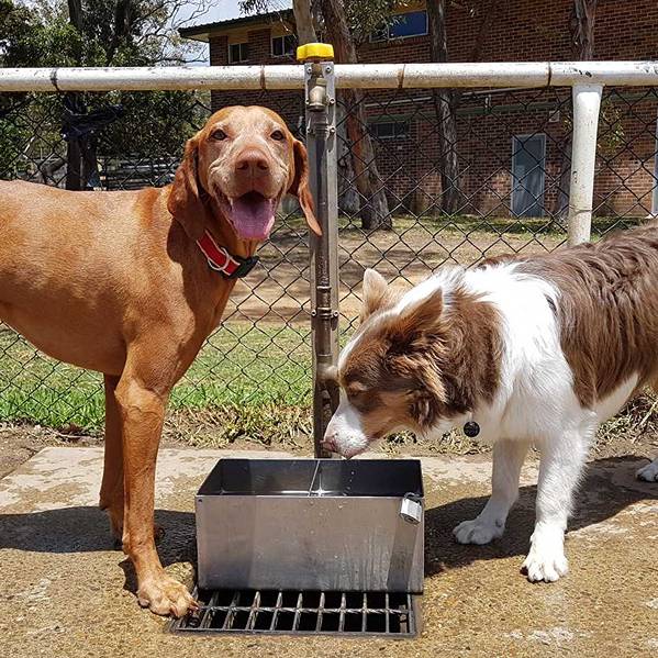 Labrador and cavoodle swimming together during a group dog walk