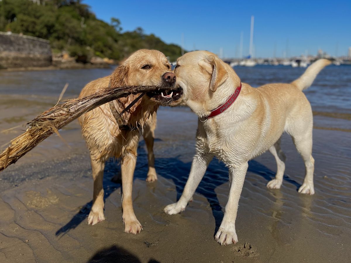 Golden retriever and labrador playing together on the beach