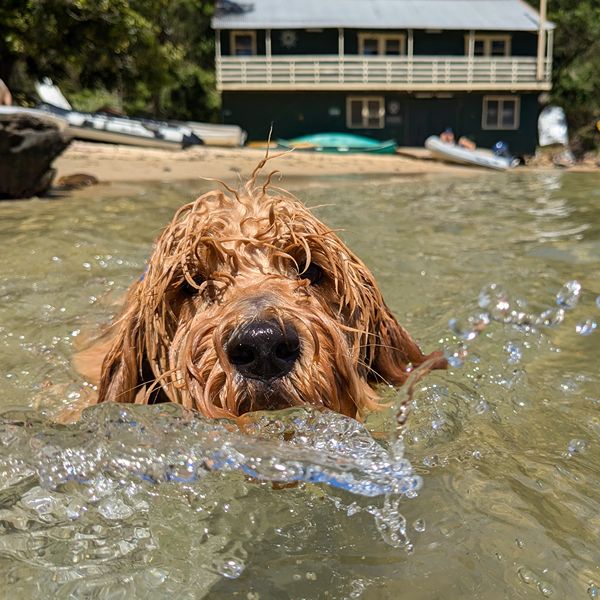 Goldendoodle swimming in Sydney Harbour during a dog walk