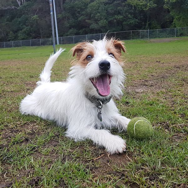 Jack Russell terrier playing fetch during a dog walk