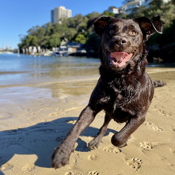 Labrador retriever enjoying a harbour beach walk with Stellar Paws