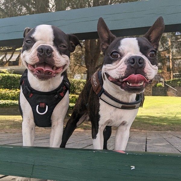 Two Boston terriers sitting together after a group dog walk