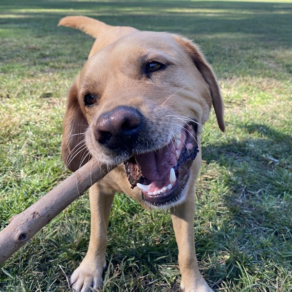 Charlie the dog enjoying a walk with Stellar Paws in Naremburn