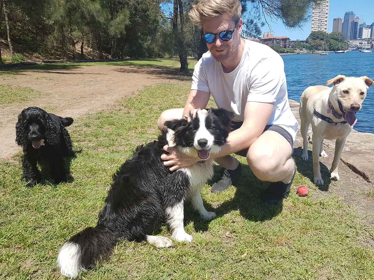 Professional dog walker supervising a small group at Sydney Harbour foreshore
