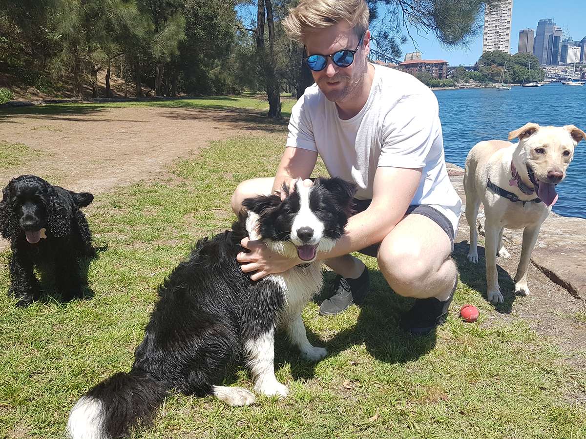 Professional dog walker supervising a small group at Sydney Harbour foreshore