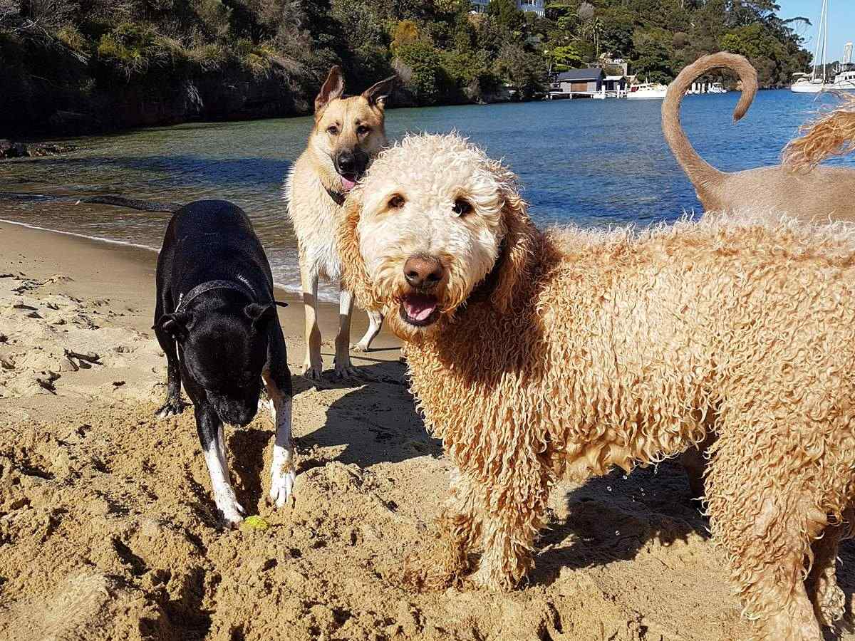 Three dogs enjoying the harbour beach during half-day care