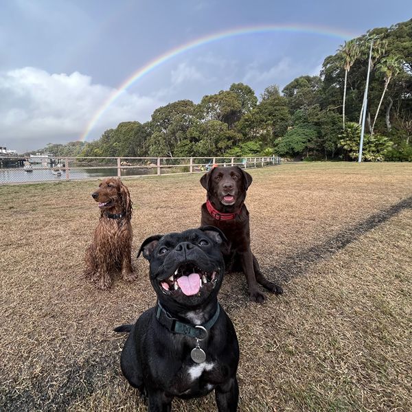 Three dogs at a Northern Beaches park with a rainbow behind them