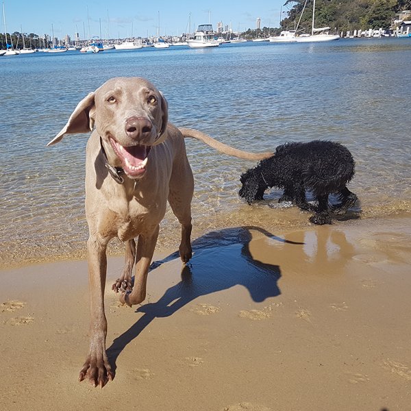 Weimaraner running off-leash on a Sydney beach